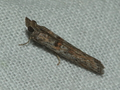 Crocydopora cinigerella