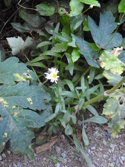 Leucanthemum maximum