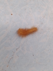 Spilosomina