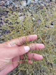 Thalictrum squarrosum