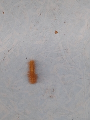 Spilosomina