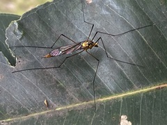 Nephrotoma australasiae