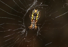 Micrathena funebris