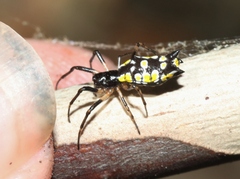 Micrathena funebris