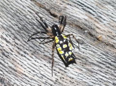 Micrathena funebris