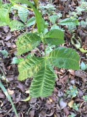 Schinus terebinthifolia