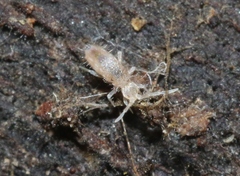 Entomobrya
