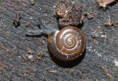 Zonitoides arboreus
