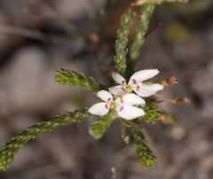 Stylidium flagellum