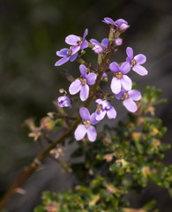 Stylidium elongatum