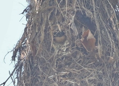 Pachyramphus aglaiae