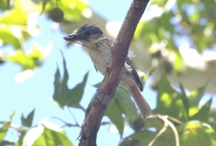 Pachyramphus aglaiae