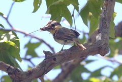 Pachyramphus aglaiae