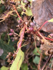 Cuscuta lupuliformis