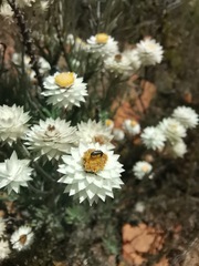 Achyranthemum paniculatum