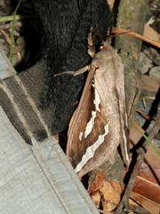 Abantiades labyrinthicus