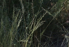 Eriochloa