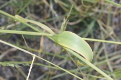 Eriochloa