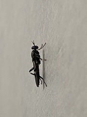 Exaireta spinigera