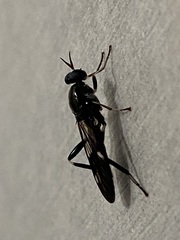Exaireta spinigera