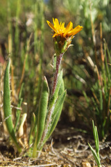 Pyrrocoma apargioides