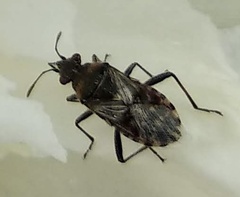 Heteroptera