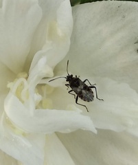 Heteroptera