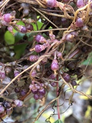 Cuscuta lupuliformis