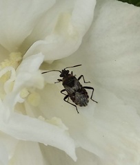 Heteroptera