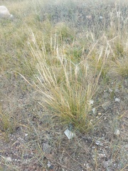 Stipa krylovii