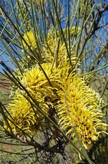 Hakea lorea
