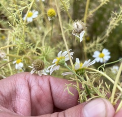 Anthemis cotula