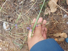 Dracocephalum olchonense