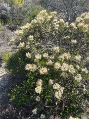 Petrophile brevifolia