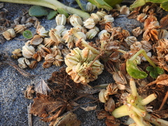 Glehnia littoralis