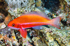 Pseudanthias taeniatus