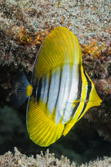 Desjardin's Sailfin Tang photo 2