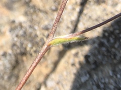 Lessingia micradenia micradenia