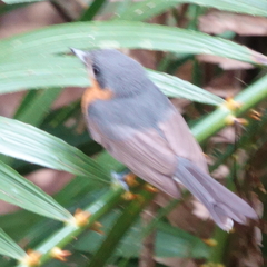 Symposiachrus trivirgatus