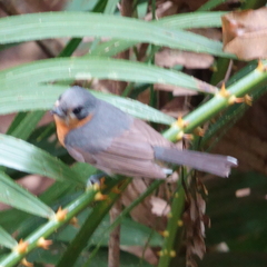 Symposiachrus trivirgatus