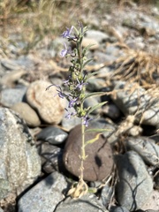 Trichostema lanceolatum