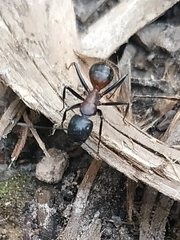 Camponotus obscuripes