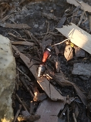 Camponotus obscuripes