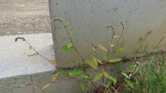 Persicaria maculosa