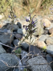 Trichostema lanceolatum
