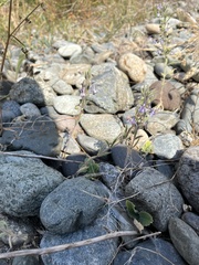 Trichostema lanceolatum