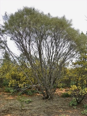 Hakea leucoptera leucoptera