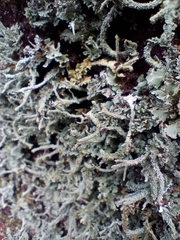 Cladonia polydactyla