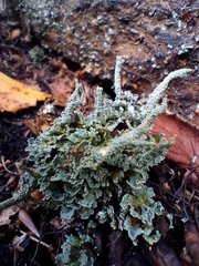 Cladonia polydactyla