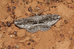 Scioglyptis canescaria